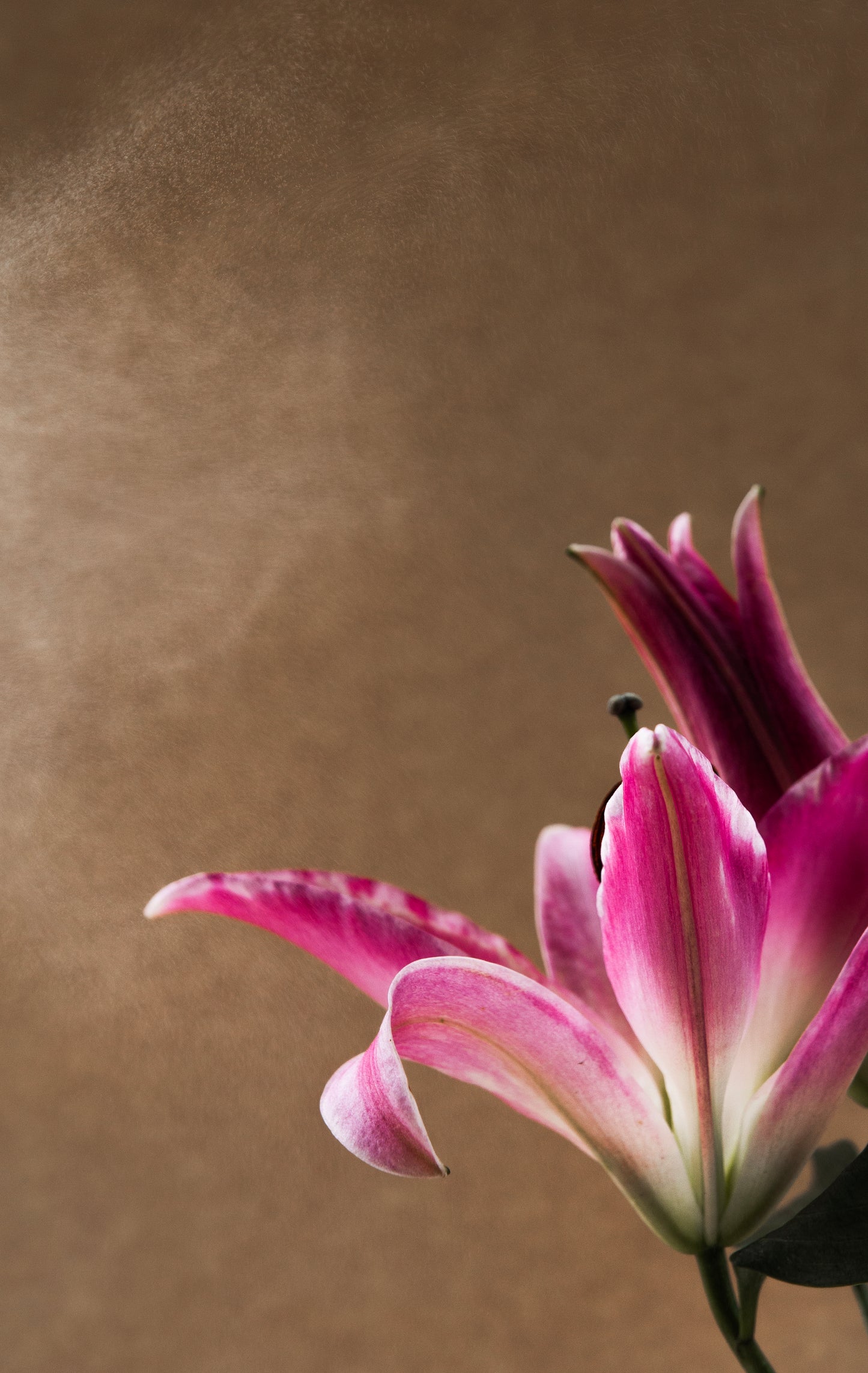 Longevity Face Mist